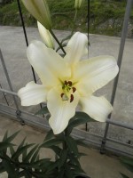 [1730 Ovatie No01.JPG]